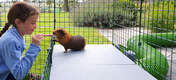 Girl feeding guinea pig treat on Zippi platforms inside of Omlet Zippi guinea pig playpen