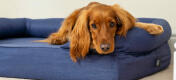 chestnut cocker spaniel calmly looking out from deep blue bolster dog bed