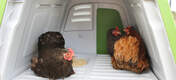 The Eglu Go UP, with comfortable roosting bars and nest box, is suitable for up to 4 medium sized hens.