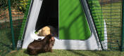 A pair of guinea pigs enjoy themselves in their Eglu Go hutch