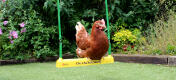 A chicken sitting on a chicken swing.