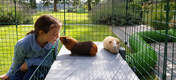 Both children and guinea pigs will appreciate the opportunity to play and interact more closely than ever before.