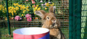 A rabbit looking out of a rabbit run.