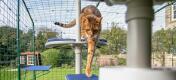 Cat climbing down the Freestyle outdoor cat tree in a catio in the garden