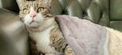 The cat blanket offers deluxe cosiness and warmth for colder months.