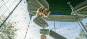 Cat on Omlet Freestyle outdoor cat tree platform inside Omlet catio