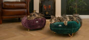 Cats in the living room sleeping in the quality Fig Purple and Peacock green donut cat bed