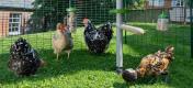 Four chickens in a Omlet walk in chicken run with a Omlet Poletree customisable chicken system