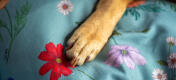 Close up of a paw on gardenia sage dog bed print.