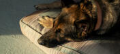 Close up of german shepherd on a comfortable large Omlet cushion dog bed