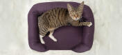 Top view shot of cat sitting on plum purple cat memory foam bolster bed
