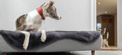 Dog laying in the Topology dog bed and other dog playing around