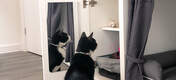 Cat peeking in Omlet Maya Nook cupboard with mirror