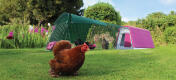 An Eglu Go chicken coop with run in a garden with three chickens