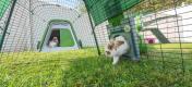 Rabbits playing in their eglu go hutch and run