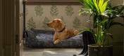 Retriever looking out from her stylish designer Omlet nest dog bed