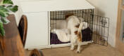 Terrier stepping into Fido Studio with sheepskin blanket