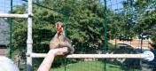 Woman petting her hen inside the walk in run