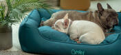 Close up of two frenchies cuddled up in a soft and supportive Omlet nest dog bed