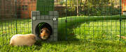 Two guinea pigs inside a playpen connected to a Zippi tunnel
