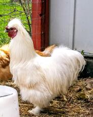 Our silkie rooster. Sir Lancelot
