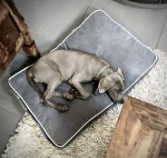 A dog relaxing on the Fido dog bed