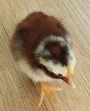 Ancona chick 2 days old . They start off chestnut coloured