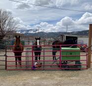 Horses stood next to a large green chicken coop, with chickens outside