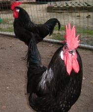 Roosters in run