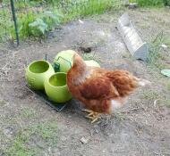 Chicken investigating glug and grub feeder and drinkers