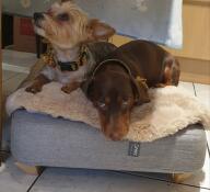 Sausage & daisy on their bed 
