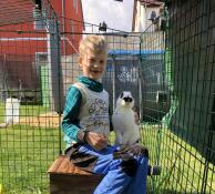A young boy with a rabbit inside a run