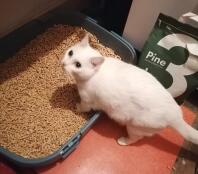 Snow loves his new litter box 