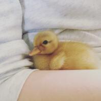 Duckling a few days old 
