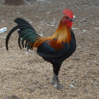 Rooster posing