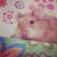 Cosmo the cheeky campbells dwarf!