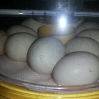 incubating precious silkie eggs