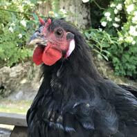 A close up image black and red rooster chicken