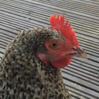 Dotty
