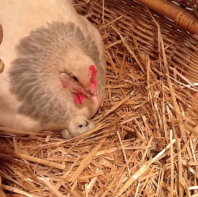 Miss Two-Tone, and her daughter, Big Bob