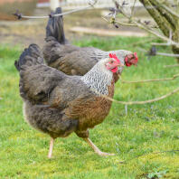 Silver duckwing hens