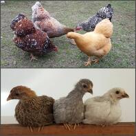 Chicks before and after