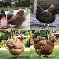 4 shots of chickens