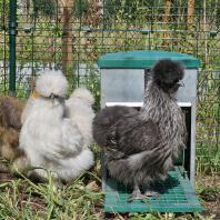 Our silkies