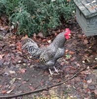 Alert Scots Grey cockerel.