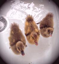Three Indian runner ducklings 6 days old