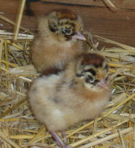 1 day old Friesian Chicks