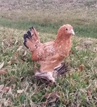 Bantam chicken 3 months