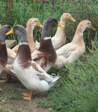 Saxony Ducks