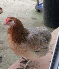 A brown and orange chicken in a garden